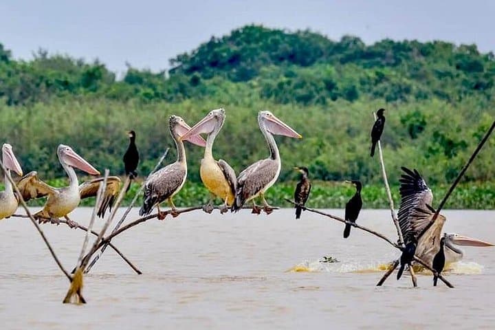 Boeng Pearaing Bird Watching at Tonle Sap: Lotus Farm Wetland Tour from Siem Reap photo 1