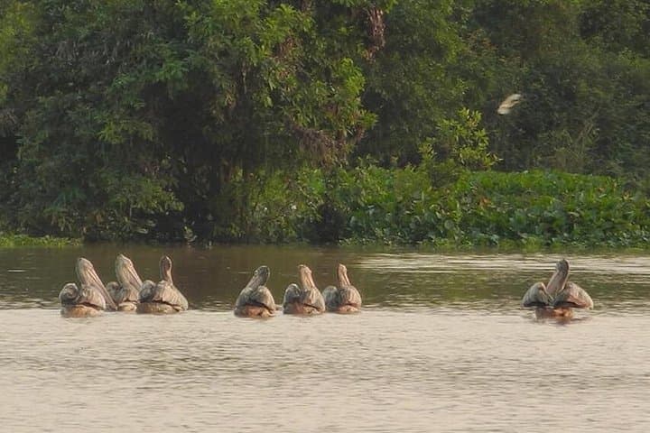 Boeng Pearaing Bird Watching at Tonle Sap: Lotus Farm Wetland Tour from Siem Reap photo 4