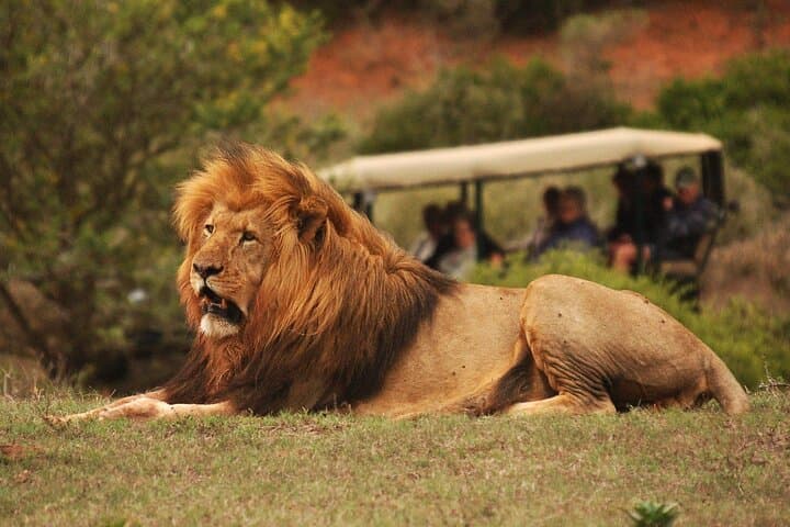 Full-Day Addo & Schotia Big Five Safari — Open 4x4 Game Drive from Port Elizabeth photo 1