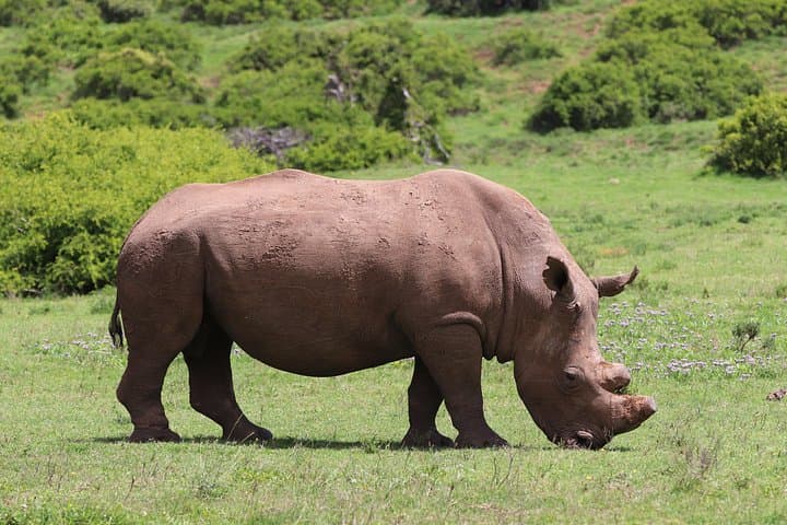 Full-Day Addo & Schotia Big Five Safari — Open 4x4 Game Drive from Port Elizabeth photo 3