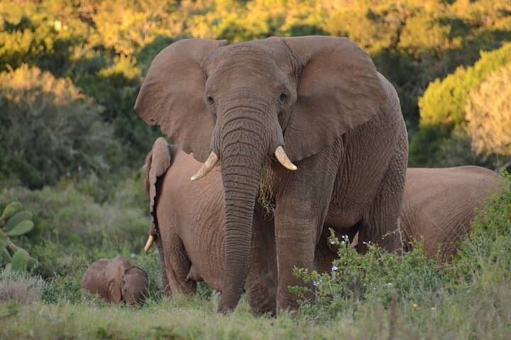 Half-Day Schotia Game Reserve Safari — Open 4x4 Big Five Game Drive photo 4