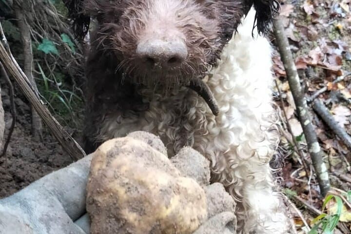 Truffle Hunting, Lunch & Chianti Tasting: Day Trip from Pisa photo 4