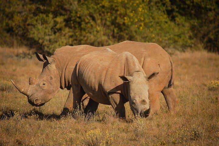 Half-Day Schotia Game Reserve Safari — Open 4x4 Big Five Game Drive photo 2