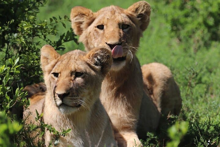Half-Day Schotia Game Reserve Safari — Open 4x4 Big Five Game Drive photo 6
