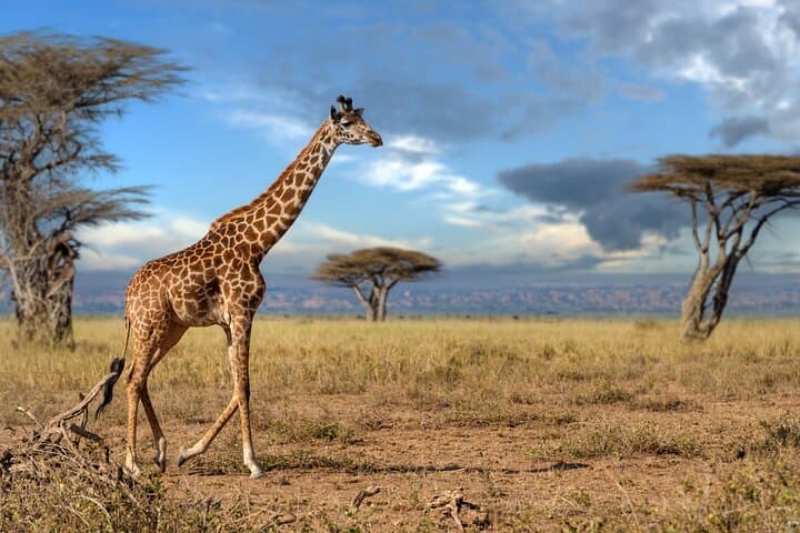 4-Day Tarangire Serengeti Ngorongoro Mid-Range Group Safari