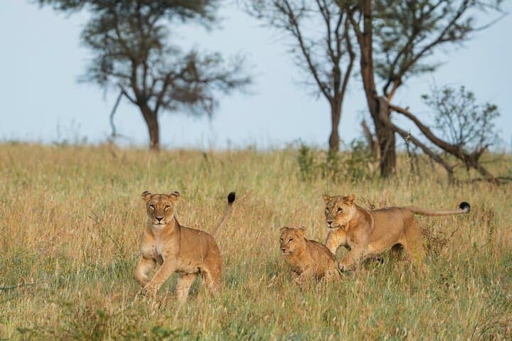 4-Day Tarangire Serengeti Ngorongoro Mid-Range Group Safari photo 2