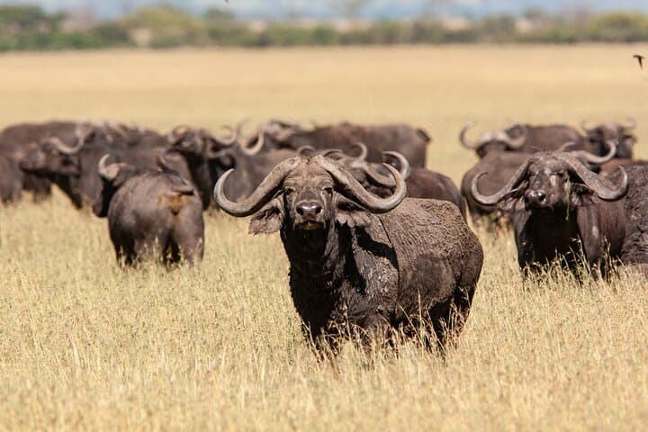 4-Day Tarangire Serengeti Ngorongoro Mid-Range Group Safari photo 3