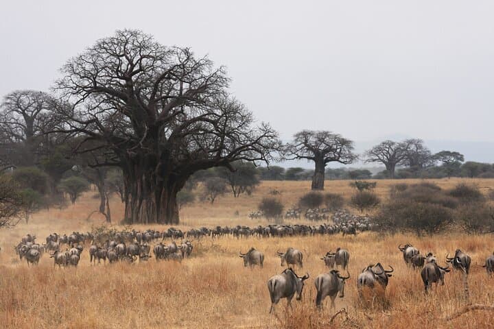 4-Day Tarangire Serengeti Ngorongoro Mid-Range Group Safari photo 5