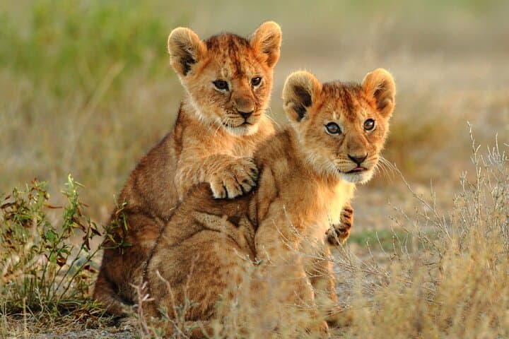 4-Day Tarangire Serengeti Ngorongoro Mid-Range Group Safari photo 6