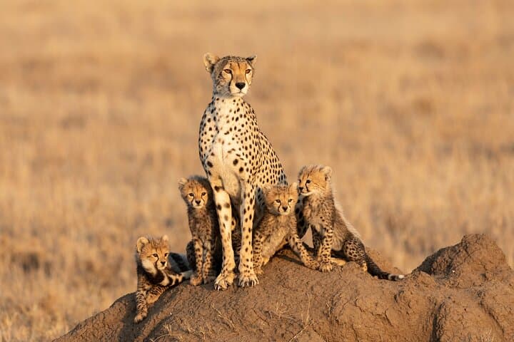 8-Day Private Mid-Range Safari in Tanzania — Tarangire, Serengeti & Ngorongoro photo 1