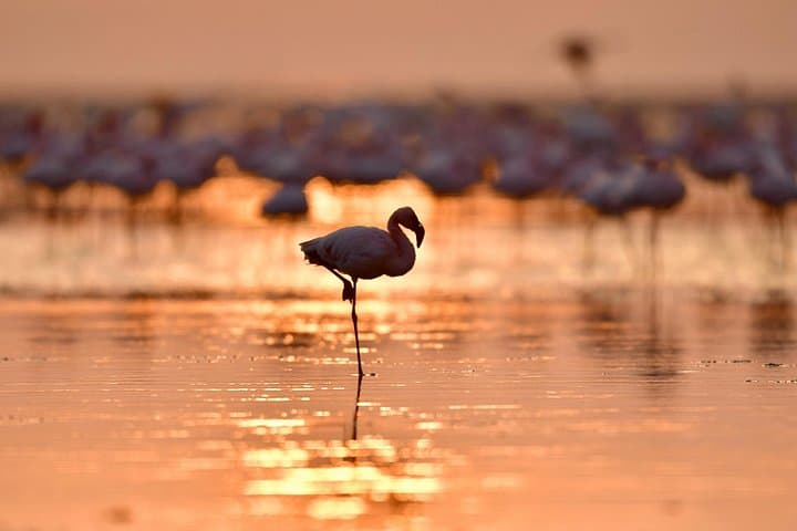 8-Day Private Mid-Range Safari in Tanzania — Tarangire, Serengeti & Ngorongoro photo 3