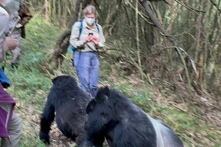 11-Day Uganda Gorilla & Chimpanzee Trekking Safari — Murchison to Bwindi photo 4