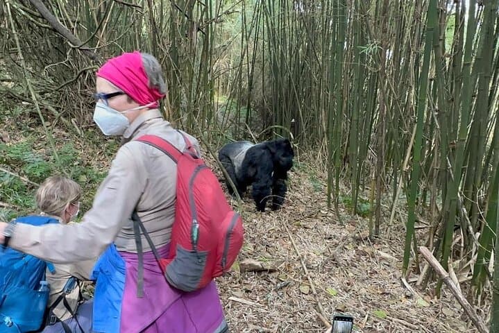11-Day Uganda Gorilla & Chimpanzee Trekking Safari — Murchison to Bwindi photo 5