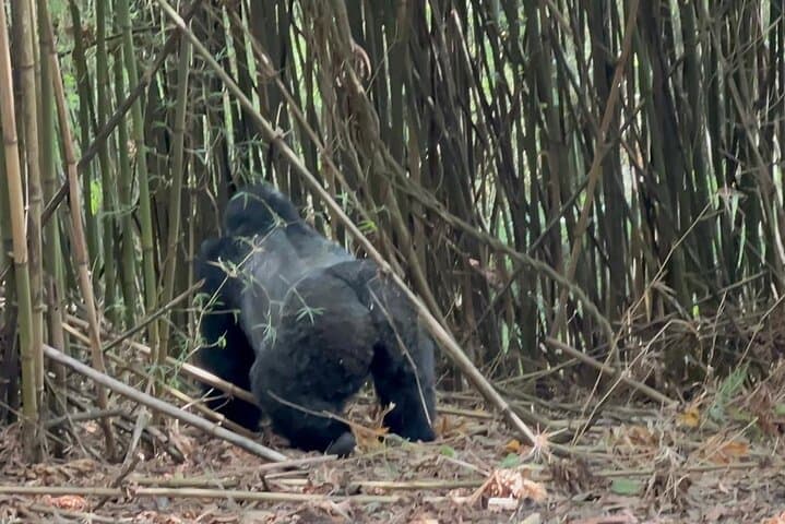 11-Day Uganda Gorilla & Chimpanzee Trekking Safari — Murchison to Bwindi photo 6