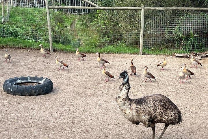 Cape Town World of Birds and Constantia Wine Tasting Private Day Tour photo 3