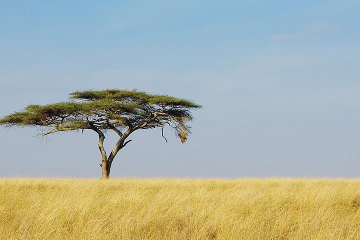 10-Day Private Camping Safari: Great Migration, Ol Doinyo Lengai & Ngorongoro photo 4