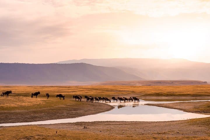 10-Day Private Camping Safari: Great Migration, Ol Doinyo Lengai & Ngorongoro photo 5