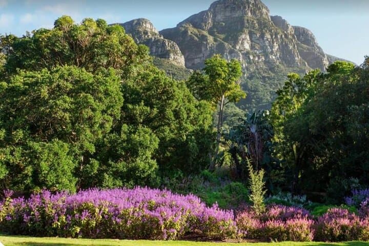 Kirstenbosch Gardens and Constantia Wine Tasting: A Full-Day Cape Town Nature and Wine Tour photo 6