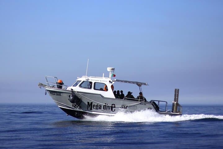 Sesimbra Snorkel Boat Trip: Explore Arrábida’s Kelp Forests and Rocky Reefs photo 3