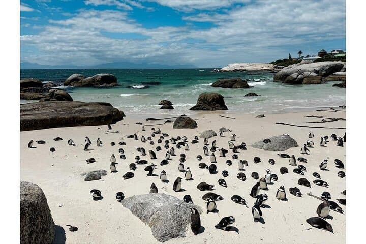 Cape Point & Boulders Beach Penguin Encounter: Day Tour from Cape Town photo 5