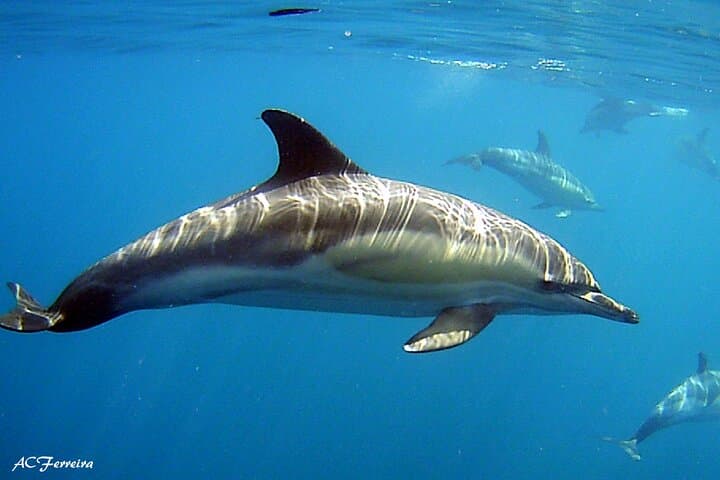 Guided Dolphin Watching in Arrábida Natural Park — Sesimbra Boat Tour photo 6