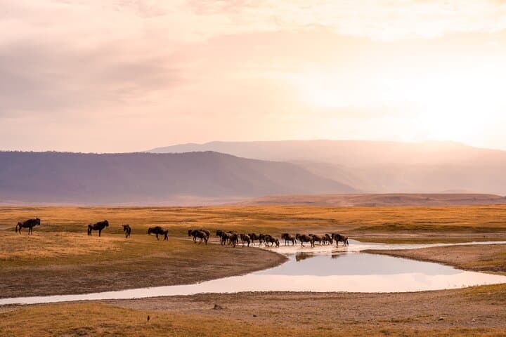 9-Day Private Safari from Arusha — Tarangire, Manyara, Serengeti & Ngorongoro