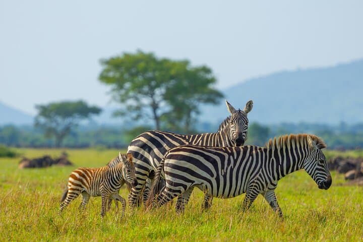 9-Day Private Safari from Arusha — Tarangire, Manyara, Serengeti & Ngorongoro photo 3