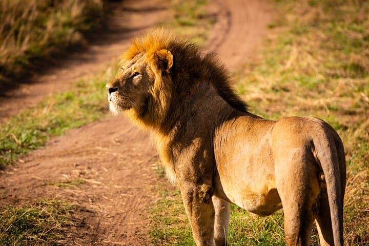 9-Day Private Safari from Arusha — Tarangire, Manyara, Serengeti & Ngorongoro photo 4