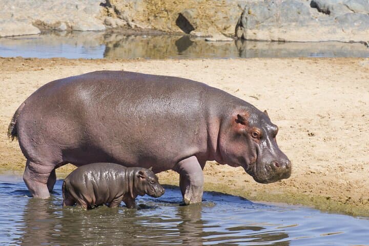 9-Day Private Safari from Arusha — Tarangire, Manyara, Serengeti & Ngorongoro photo 5