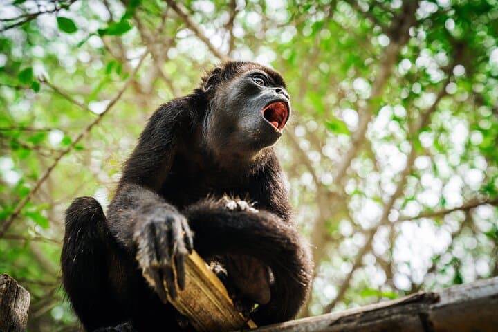 5-Day Jungle Camping Odyssey from Iquitos — Amazon Rainforest Camping & Wildlife