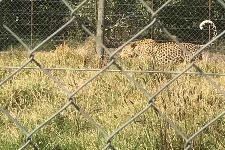 Cheetah Encounter & Big Cats with Stellenbosch Wine Tasting from Cape Town photo 5