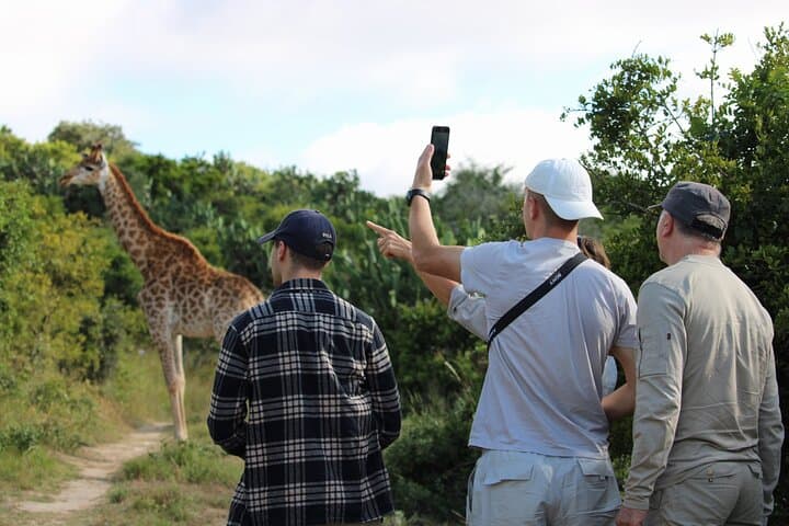 Giraffe Tracking 4x4 Safari at Bellevue Forest Reserve — Walk with the Tall Five in Addo photo 1