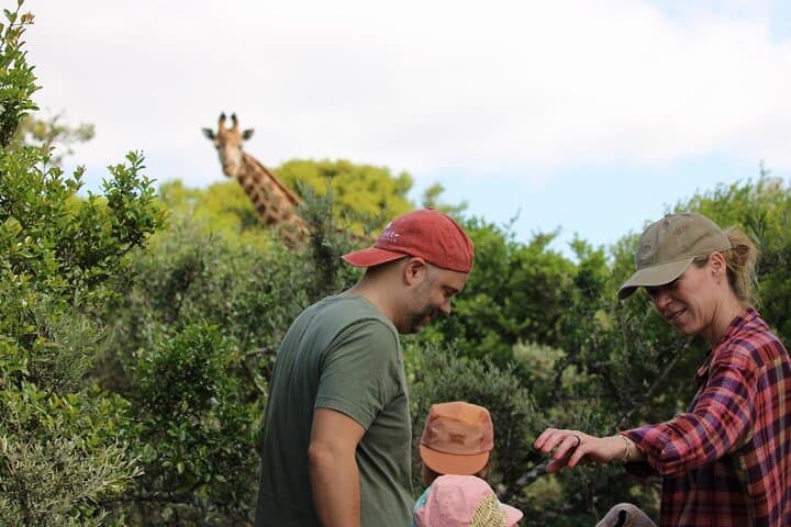 Giraffe Tracking 4x4 Safari at Bellevue Forest Reserve — Walk with the Tall Five in Addo photo 4