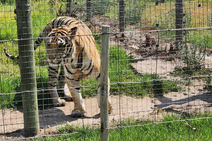 Giraffe House, Cheetah Outreach and Stellenbosch Wine Tasting Day Trip from Cape Town photo 5