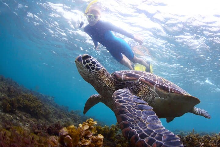 Snorkel with Turtles in Maunalua Bay — Small-Boat Honolulu Tour photo 1
