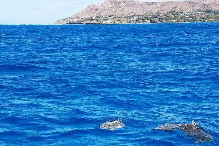 Snorkel with Turtles in Maunalua Bay — Small-Boat Honolulu Tour photo 2