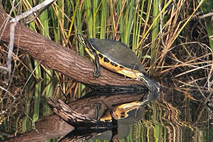 Private Guided Everglades Kayak Tour: Wildlife Immersion at Sunset and Night photo 2