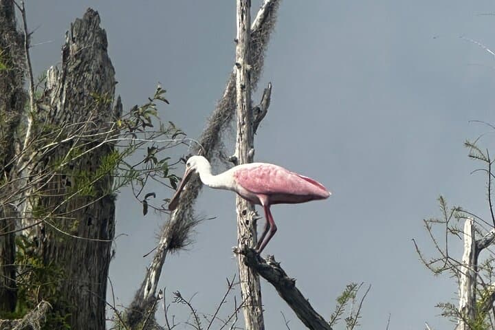 Private Guided Everglades Kayak Tour: Wildlife Immersion at Sunset and Night photo 3