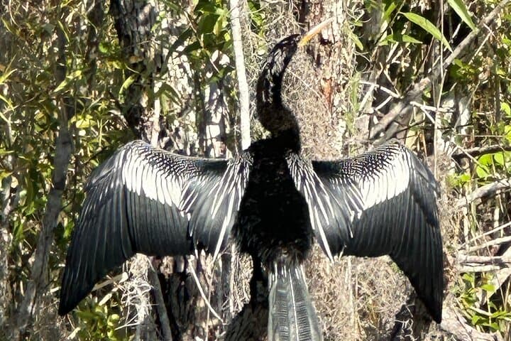 Private Guided Everglades Kayak Tour: Wildlife Immersion at Sunset and Night photo 6