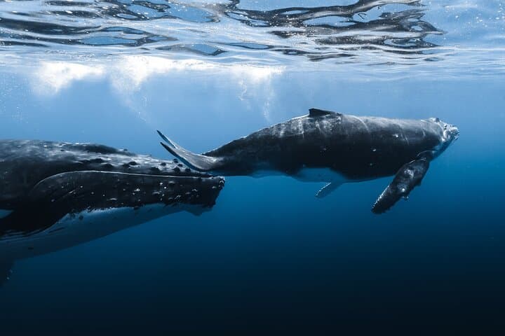 Kona Whale Watching: Humpback Encounters from Honokohau Harbor photo 3