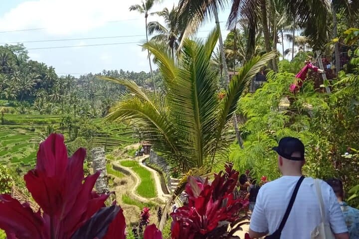 Full-Day Ubud Private Guided Tour — Monkey Forest, Tegalalang & Tirta Empul
