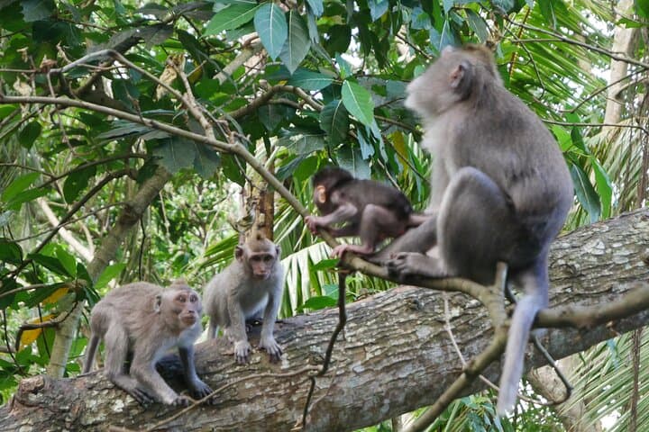 Explore Ubud: Private Full-Day Cultural & Nature Tour to Rice Terraces, Temples & Monkey Forest photo 4