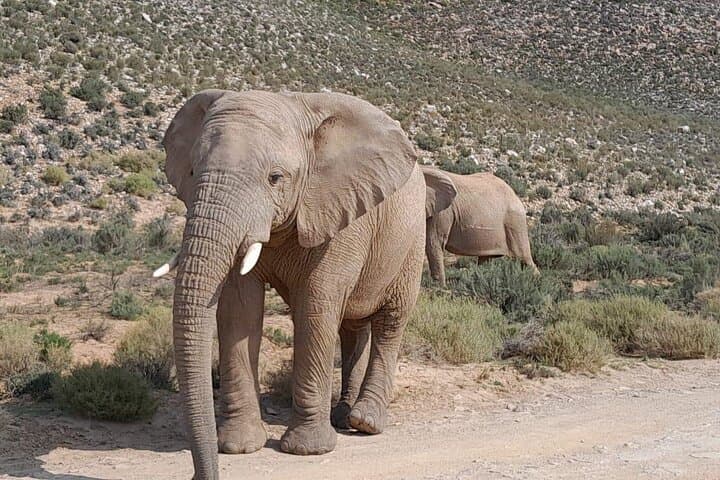 Cape Big Five Safari and Western Cape Wine Tasting from Cape Town