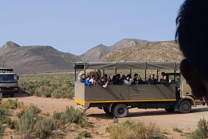 Cape Big Five Safari and Western Cape Wine Tasting from Cape Town photo 2