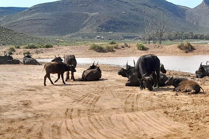 Cape Big Five Safari and Western Cape Wine Tasting from Cape Town photo 3