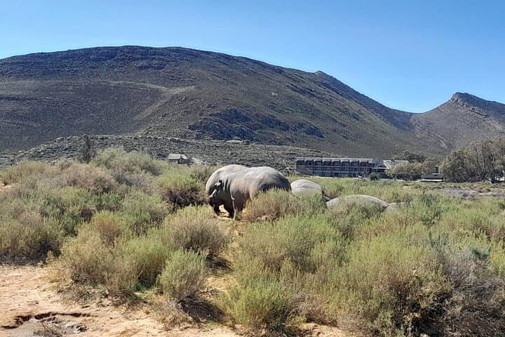 Cape Big Five Safari and Western Cape Wine Tasting from Cape Town photo 4