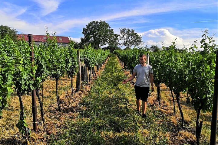 Vineyard Hike & Wine Tasting in Hohenruppersdorf — Historic Pfalz Cellar Experience