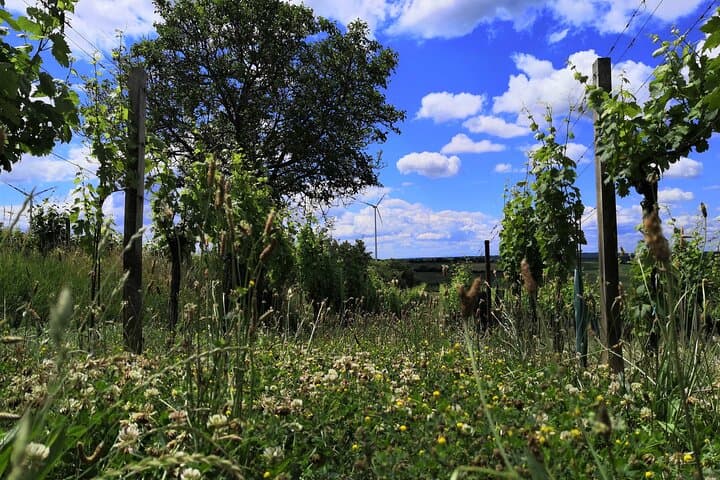 Vineyard Hike & Wine Tasting in Hohenruppersdorf — Historic Pfalz Cellar Experience photo 2