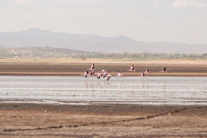 Day Trip to Lake Eyasi: Meet the Hadzabe & Datoga on a 4WD Cultural Safari