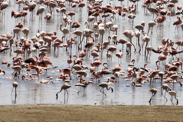 Day Trip to Lake Eyasi: Meet the Hadzabe & Datoga on a 4WD Cultural Safari photo 5